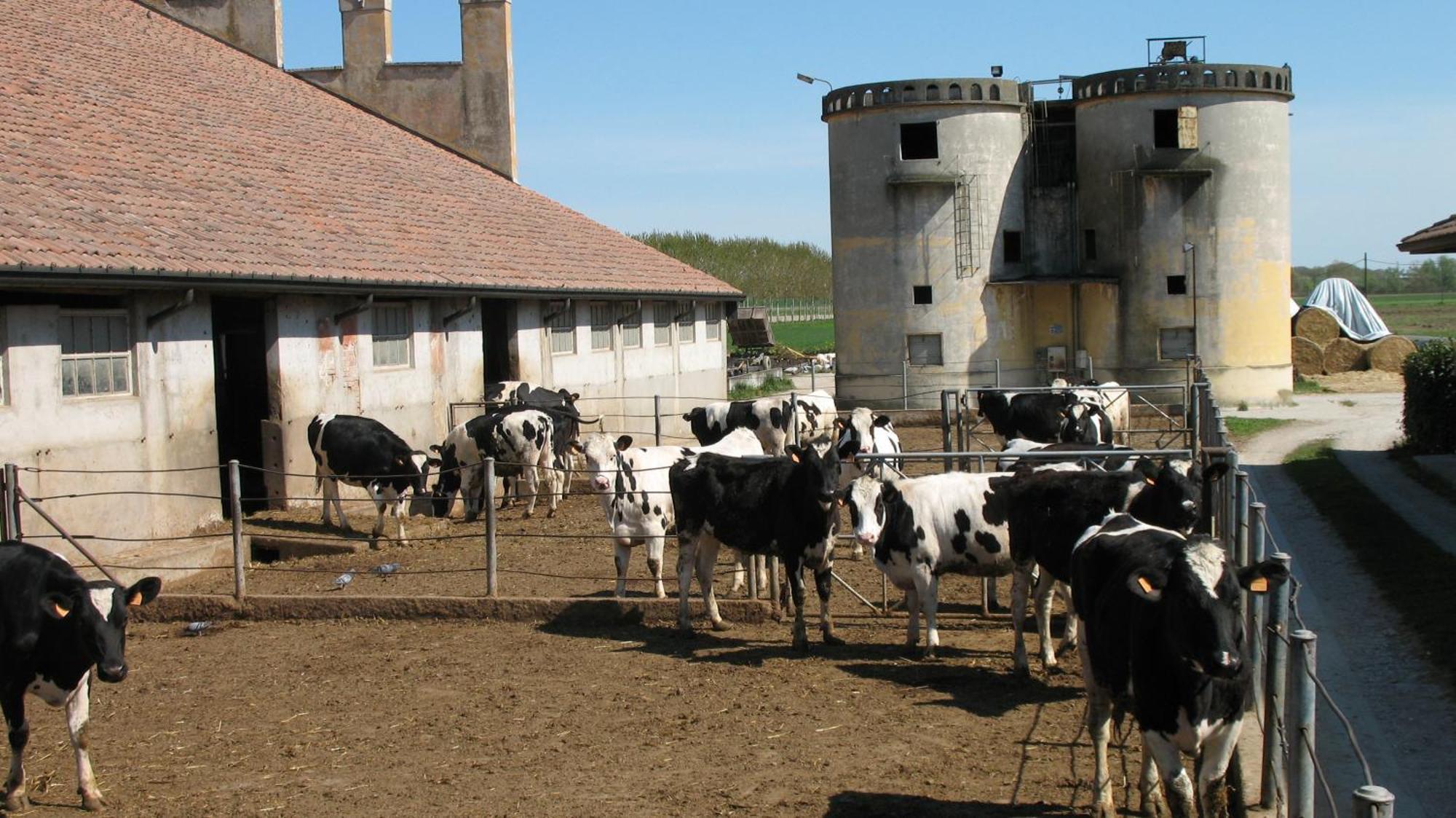 Séjour à la ferme Corte Virgiliana *